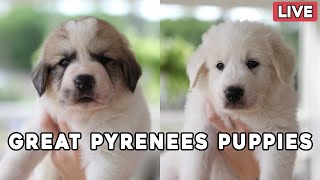 Great Pyrenees Puppy Livestream  Selections have been made & Puppies are named!