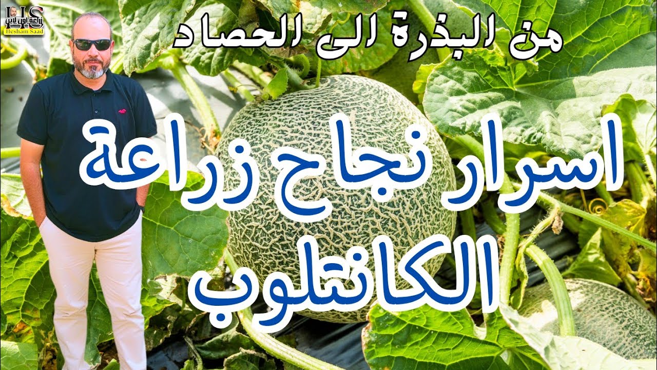 زراعة الكانتلوب من البذرة إلى الحصاد 🍈 | 7 أسرار لثمار كبيرة بدون أمراض