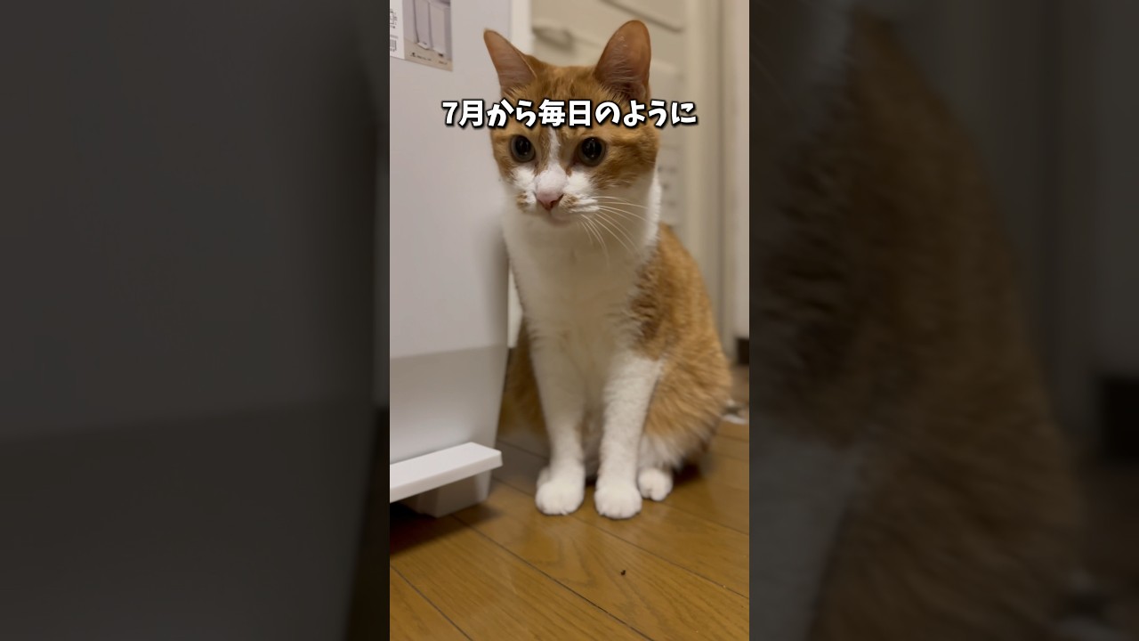 ムネオ家、引っ越しの覚悟を決める?! #shorts - YouTube