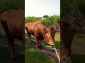 Angon sapi || menggembala sapi || sapi limousin jumbo || BIB Ungaran