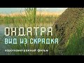 Ондатра. Мускусная крыса. Дельта Селенги. Nature of Russia.