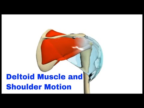 Deltoid Muscle - YouTube