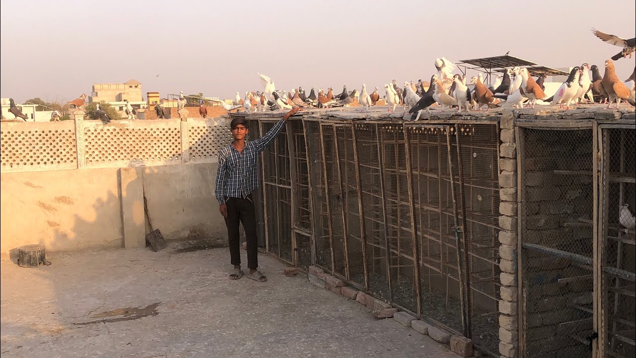 Kabootar is Mosam me be uhd rhy hai 👍🕊️ aj ka vlog 