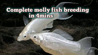 Molly Breeding in tamil