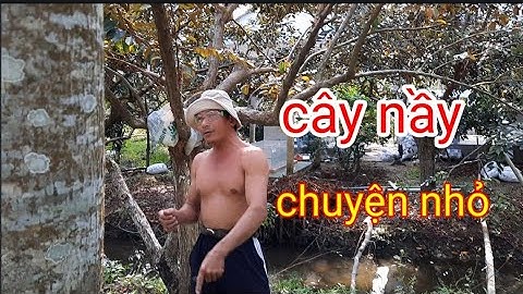 vua khỉ miền tây ,cưa cây cóc cao vót trong vườn toàn là vú sữa