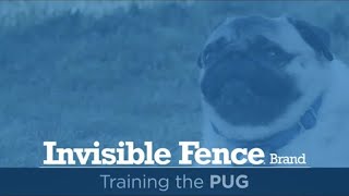 Training a Pug to Use the Invisible Fence® Brand System