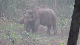 ช้างป่ากลางสายฝน