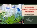 Результат выращивания петунии в бутылках.Мой эксперимент.#сидимдома