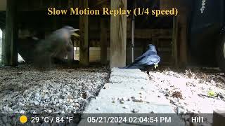 Snake and Crow Attack and Kill Baby Robins  Graphic Footage!!