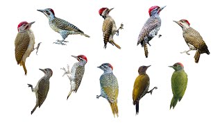 10 Species of Campethera Genus Woodpeckers | Genus: Campethera, Family: Picidae #woodpeckers