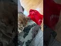 Sideways Cat