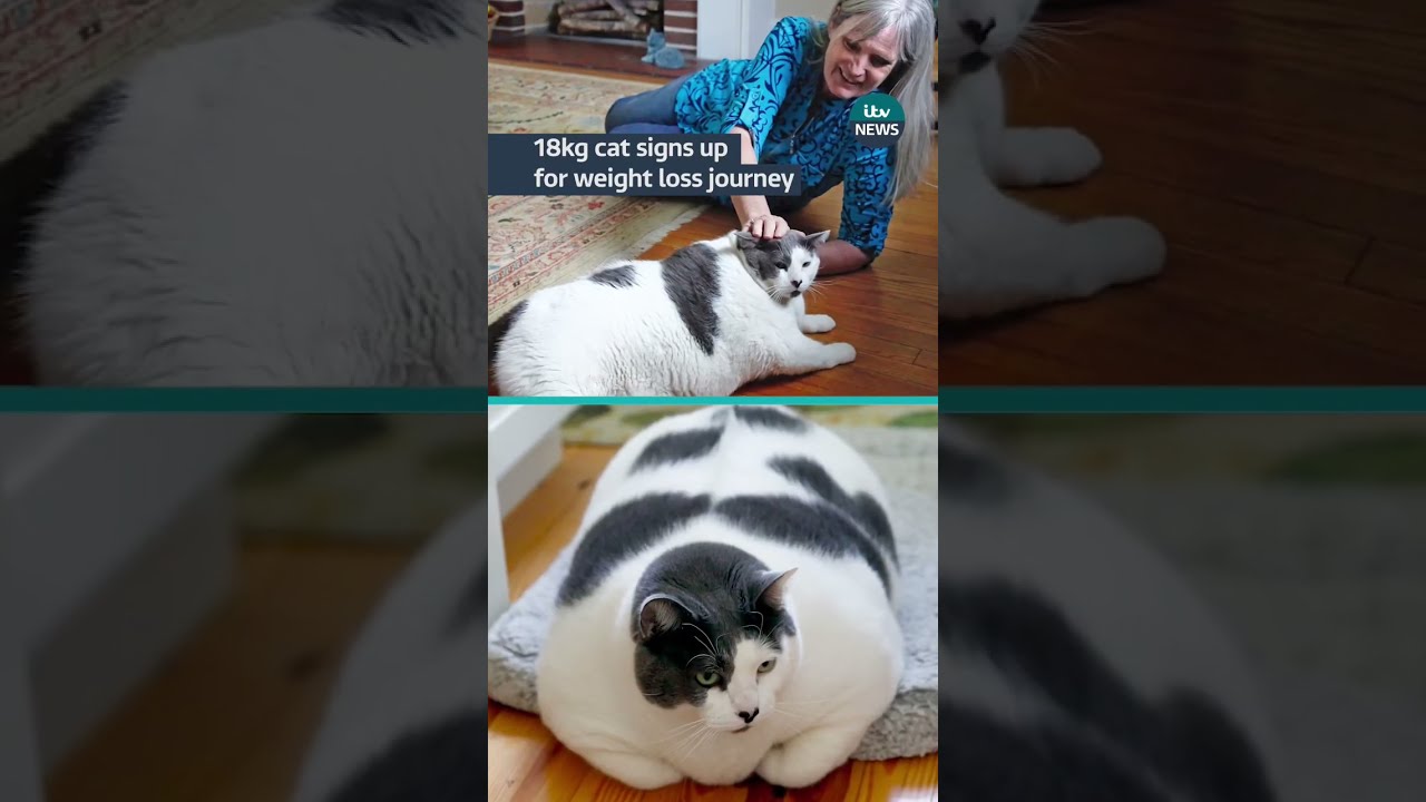 18kg Cat Signs Up For Weight Loss Journey Itvnews Patches
