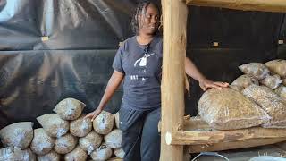 Journey into Oyster Mushroom Farming: From Spores to Savory Delights in Kenya!