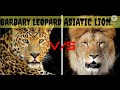 Asiatic Lion vs Barbary Leopard who wins/Asiatic lion vs Barbary leopard किसकी होगी जीत ?