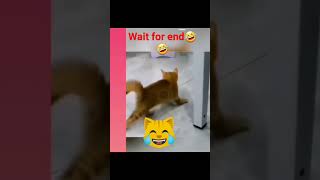 dance with cat😊😊😉😉#shortvideo #funny #shorts @Rodan557#pleasesubscribe