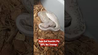 1.2 Hypo Red Axanthic Pinstripe 50% Het Tristripe Ball Python babies!!