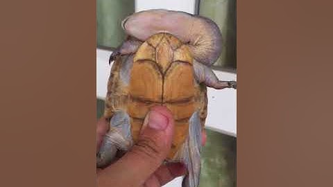 ( Thiện Nguyễn) - Sơ nét về Rùa Cổ Rắn ( Eastern Longneck Turtle)