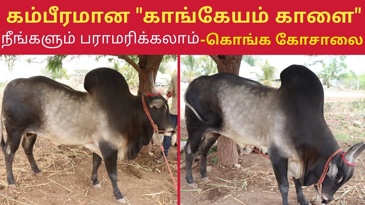 தமிழ்நாட்டிலேயே கம்பீரமான காங்கேயம் காளை - கொங்க கோசாலை