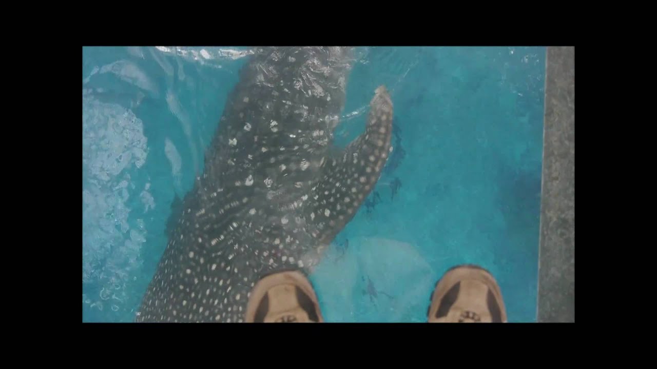 美ら海水族館（上から見るジンベイザメとマンタ）.wmv - YouTube