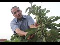 هعلمكم بـ 3 خطوات سهلة لشجرة التين هتاخد ثمار كثيرة وذات احجام كبيرة وبدون دود : Cultivation of figs