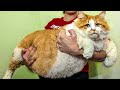 15 Fattest Animals Ever