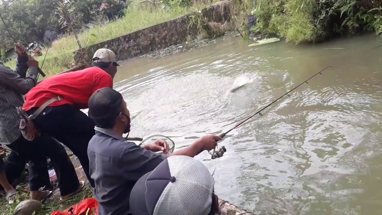 Mancing Borongan Ikan Patin dan Gurame sebelum PSBB