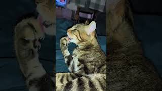 buon pomeriggio da mico❤️ #cat #angel #love #virale #il #viralvideo