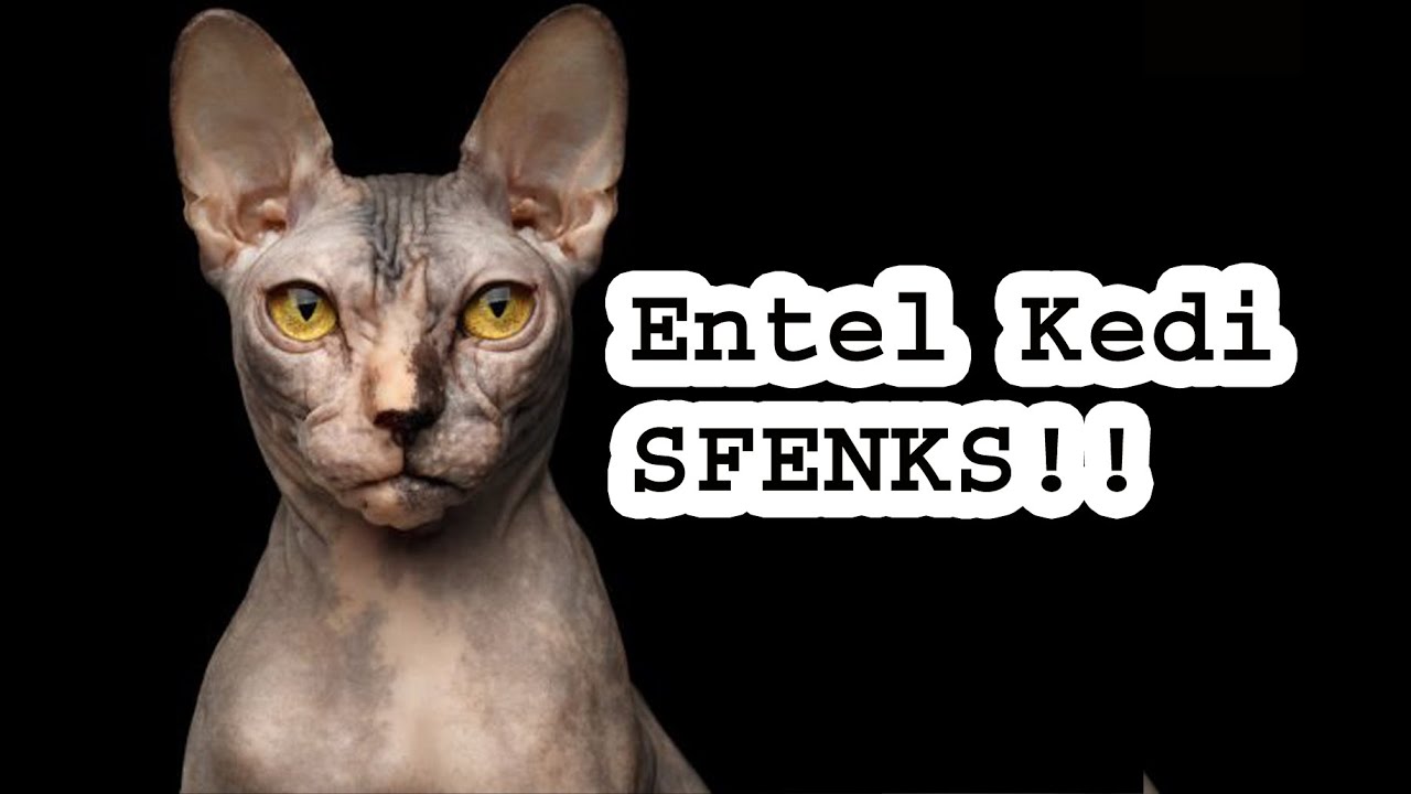 Tuysuz Kedi Ozellikleri Sphynx Cat Sfenks Cat Youtube
