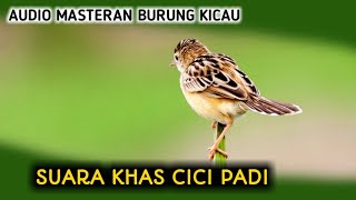 SUARA BURUNG CICI PADI MASTERAN