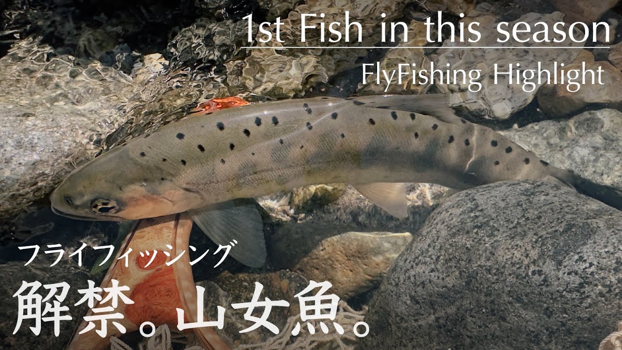 解禁。山女魚。｜フライフィッシング Flyfishing Highlight 2026.5.16