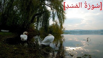 سُورَةُ المَسَدِ بصوت الشيخ عبد الرحمن بن موسى رواية ورش عن نافع تجويد رائع