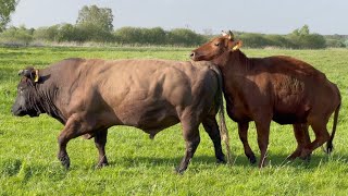 Wściekły byk! 3 buhaje: Polski Czerwony, Blonde D'aquitaine, Aubrac screenshot 2