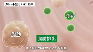 機能性表示食品 お～いお茶濃い茶「ガレート型カテキンが体脂肪を減らす。」｜伊藤園｜2022年｜