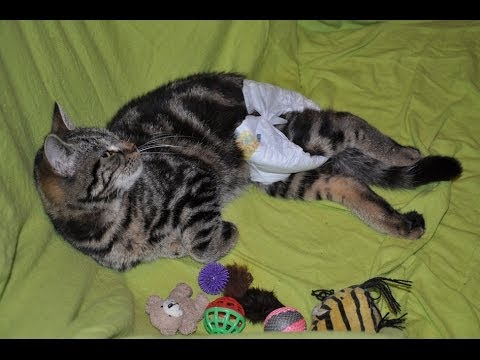 Vidéo: Paralysie Due à Une Lésion De La Moelle épinière Chez Le Chat