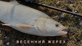 Весенний жерех. Рыбалка на реке Кубань🎣