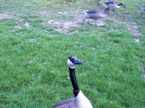 How to Feed Ducks - Part 1 (I MEAN GEESE)