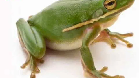 اصوات الضفادع صوت نقيق الضفدع 
