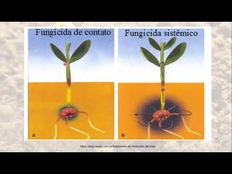 Vídeo: Tratamento de fungos durante a germinação - Como controlar o crescimento de fungos em bandejas de sementes