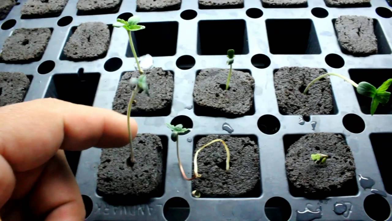 Grow Update Day 42 and 1 Week of Flower 3X Crazy Purple Cadillac KC Kush ECT S1E7