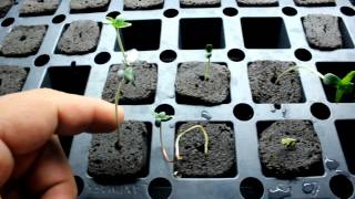 Grow Update Day 42 and 1 Week of Flower 3X Crazy Purple Cadillac KC Kush ECT S1E7