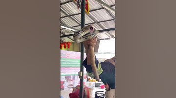 Skill Menangkap Ular Yang Luar Biasa (@pinyothesnakewrangler) #shorts
