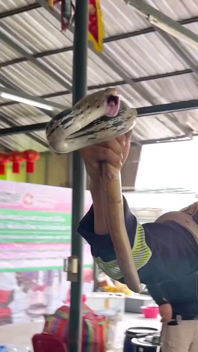 Amazing Snake Catching Skills (@pinyothesnakewrangler) #shorts