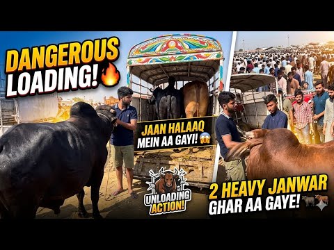 Finally 2 Naye Mehman GHAR AA GAYE! 🎉 | Danger Unloading Vlog 🐃