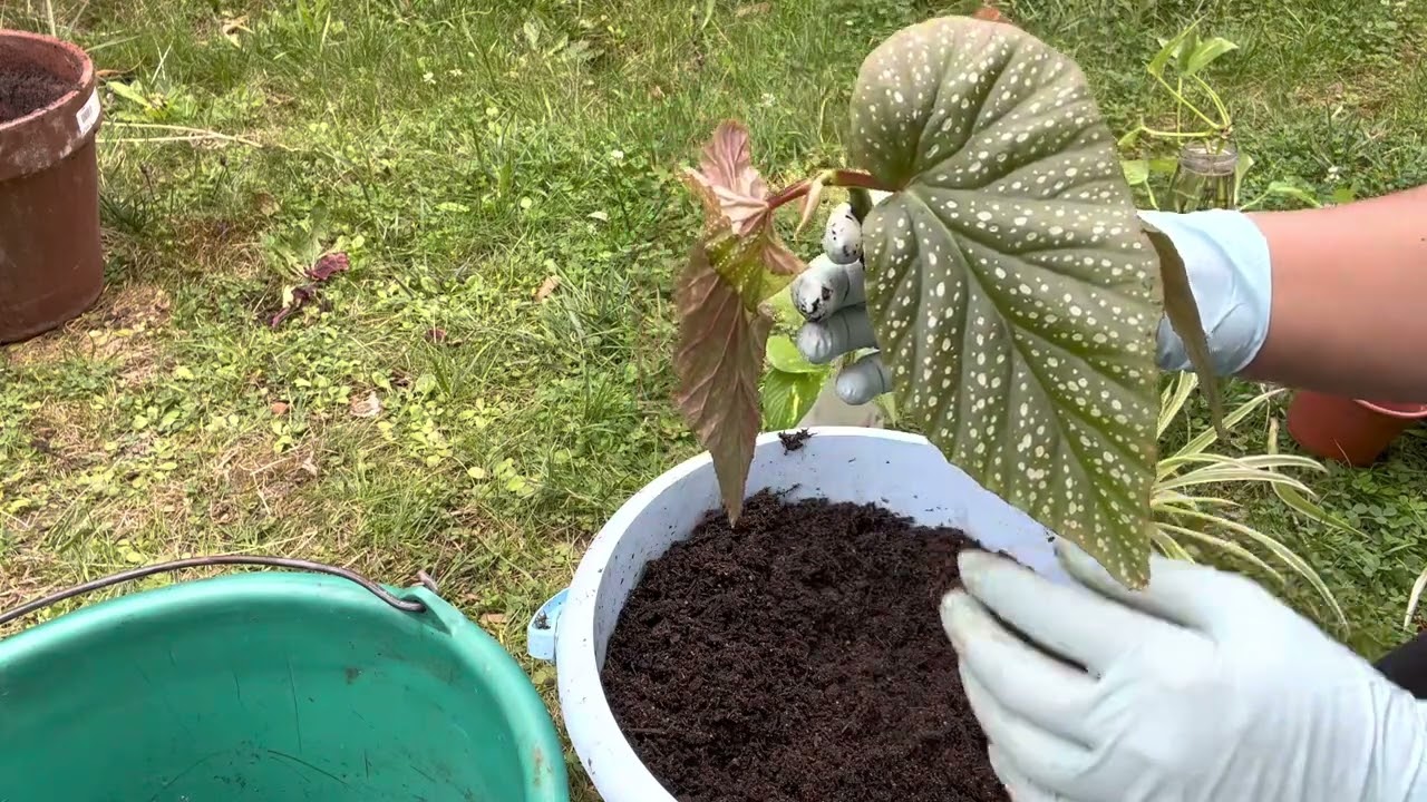 شرح مفصل عن  نبات اجنحة الملائكة وكيفية اكثاره وزراعته من العقل