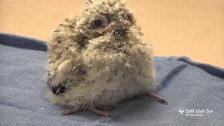 Tawny frogmouth chick at the Saint Louis Zoo