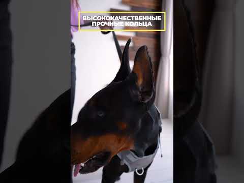 Прочная анатомическая шлейка для средних и крупных собак с усиленной фиксацией #шлейкадлясобаки