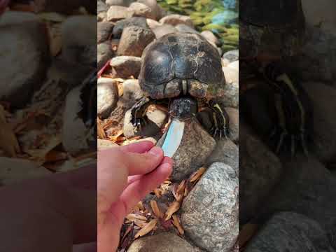 Видео: 3 начина за почистване на хамстери