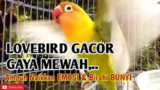 SUARA LABET GACOR GAYA MEWAH, AMPUH DAN CEPAT Naikkan Emosi & Birahi  Bunyi Lovebird Apapun