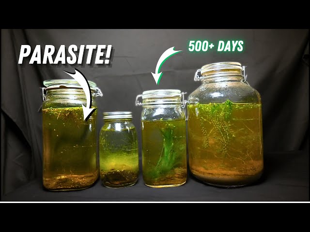 Jartopia creates a lake ecosphere in a sealed jar