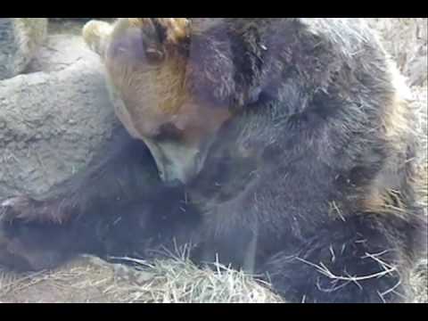 teddy to masturbate using Girls bears Nenita recommend Boffa slut training